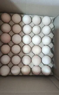 پخش تخم مرغ محلی