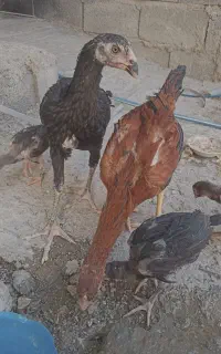 مرغ و خروس لاری