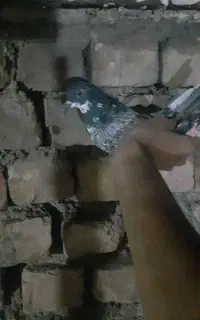 بور بوری