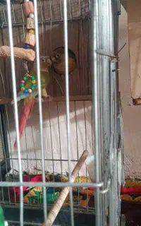 دو جفت گرینچک نر ماده