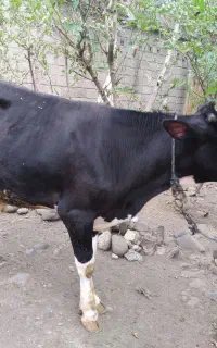 گوساله نر هنیشتاین اصل