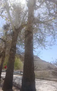 هرس وبرش انواع درخت