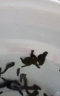 فروش انواع زالوهای تضمینی با گیرایی بالا