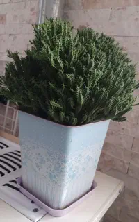 گل و گیاه طبیعی کاکتوس سانسوریا