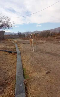 سگ گله ماده