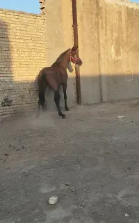 اسب