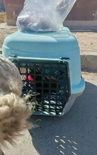 باکس سگ و گربه