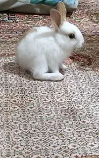 توله خرگوش