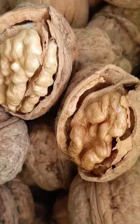 گردوی چغاخور