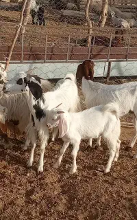 گتاچ وشنک