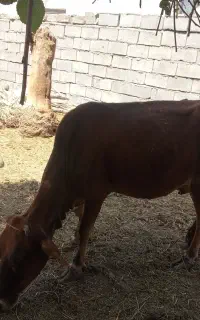 گاو