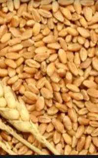 ذرت ،سویا، سبوس پلت پروار و تخمگذار محلی و سپید ..
