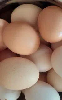 تخم مرغ محلی