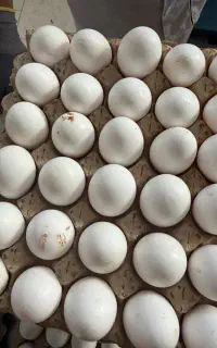 تخم مرغ کودی
