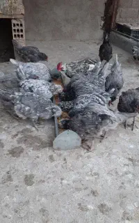 تخم مرغ نطفه دار گلین طوسی