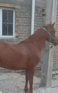 مادیان عرب