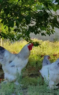 جوجه برهما اصل رومانیایی ۸ عدد