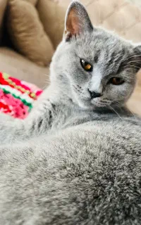 گربه ماده آماده جفت گیری