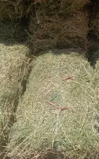 بیده فروشی  پرس دستی