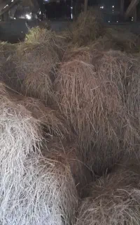 کاه
