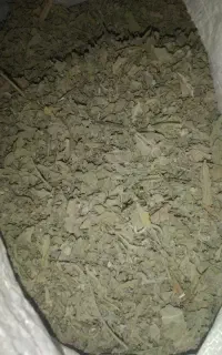 پونه
