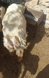 بره نر چاق چاق