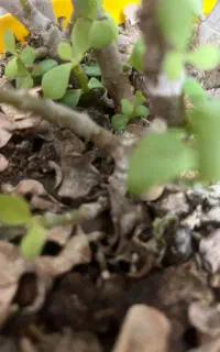 فروش کود های ارگانیک