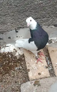 کود کبوتر