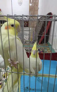 عروس هلندی مولد لوتینو