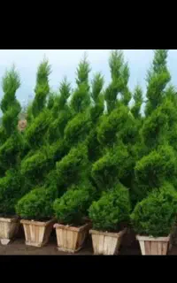 علفتراشی .هرس. سمپاشی    و قطع درخت با‌ اره موتوری