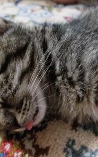 واگذاری گربه بسیاز زیبا