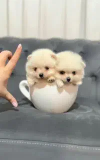 پامرانین های خرسی اپارتمانی وارداتی