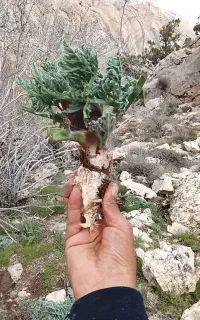 گنبو نر
