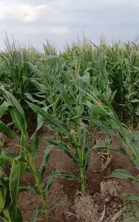 ذرت علوفه ای