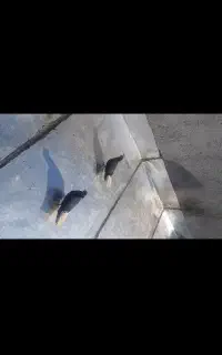 کفتر دم سفید