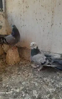 کبوتر اصفهانی قفلی