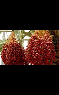 خریدار خوشه خرما هستم مهرستان