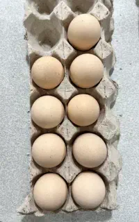 فروش تخم مرغ برهما درجه یک با اصالت و خالص