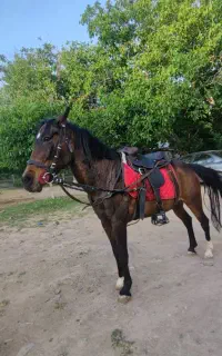 مادیان شجره دار