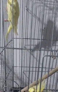 عروس هلندی  مولد