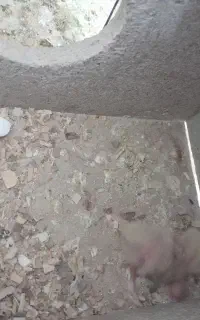 عروس با جوجه