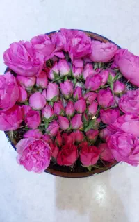 غنچه وبرگ گل محمدی