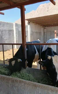 گوساله