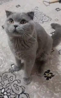 جهت جفتگیری
