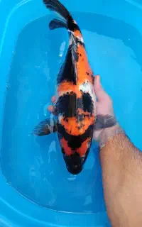 مجموعه پروش ماهی کوی