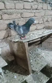 کفتر پرنده