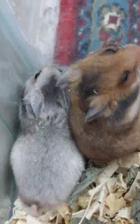 دو عدد همستر سنجابی نرو ماده