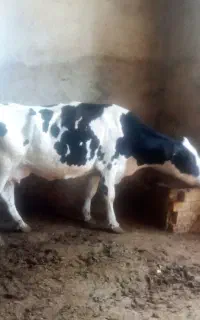 یک عدد گاو هلشتان