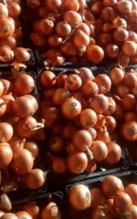 بذرپیاز میگون طلایی شش ماهه