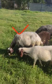 میش